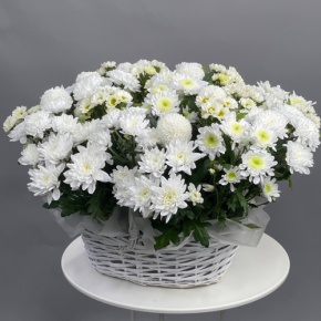 Композиция в корзине из микса хризантем в Балашихе