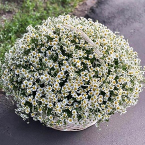 Композиция в корзине из 151 ромашки в Балашихе