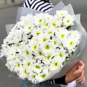 Букет "Лаймовый" из 15 кустовых хризантем в Балашихе