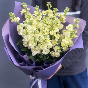 Букет из 15 лимонных маттиол в Балашихе