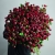 Монобукет из 75 кустовых роз Марун (70 см) в Балашихе