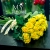 Букет 25 лимонных роз (50 см) в Балашихе
