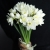 Букет из 25 нарциссов в Балашихе